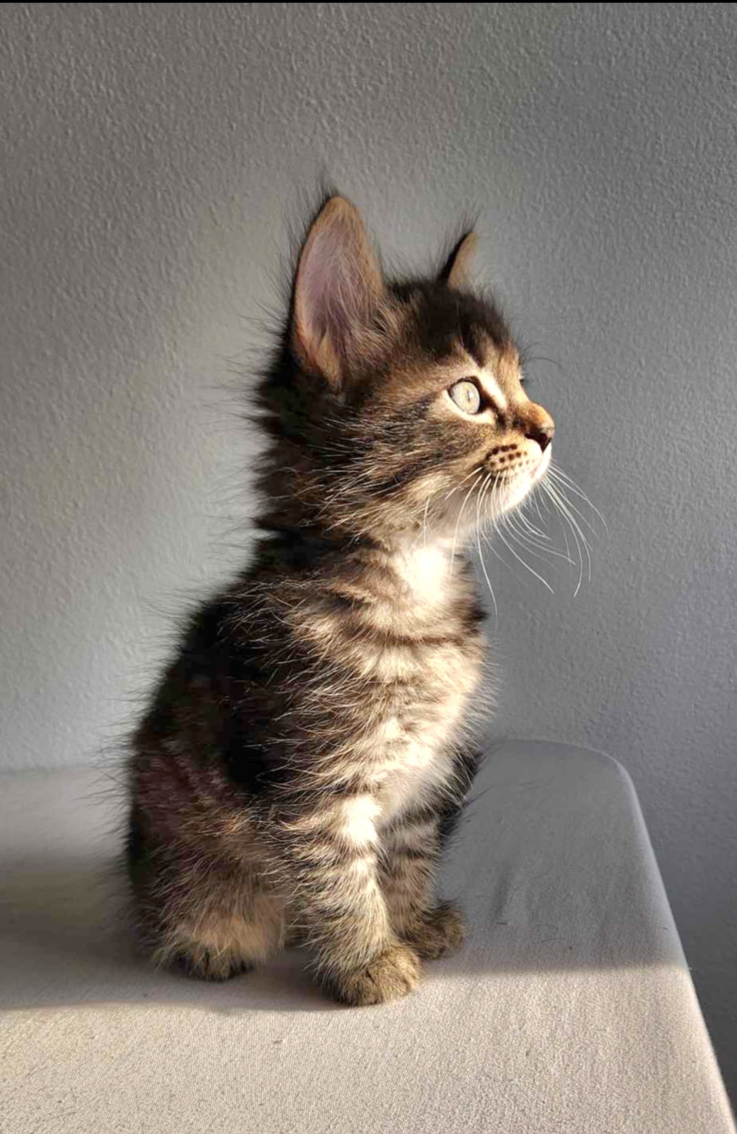 Livy - Sweet and affectionate 9 week young kitten