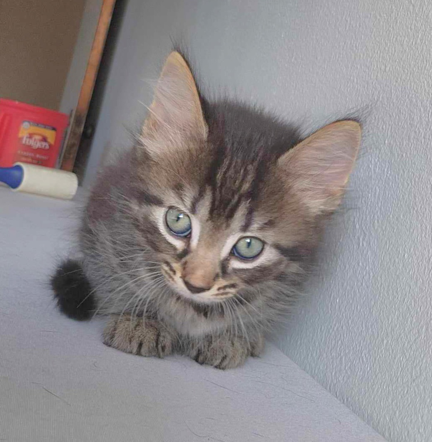 Livy - Sweet and affectionate 9 week young kitten