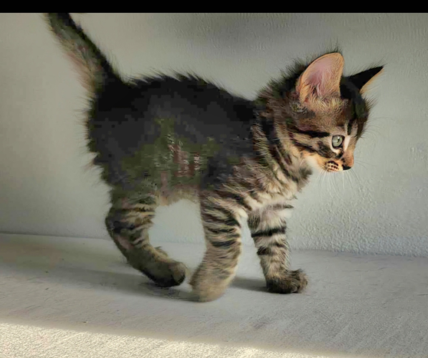 Livy - Sweet and affectionate 9 week young kitten