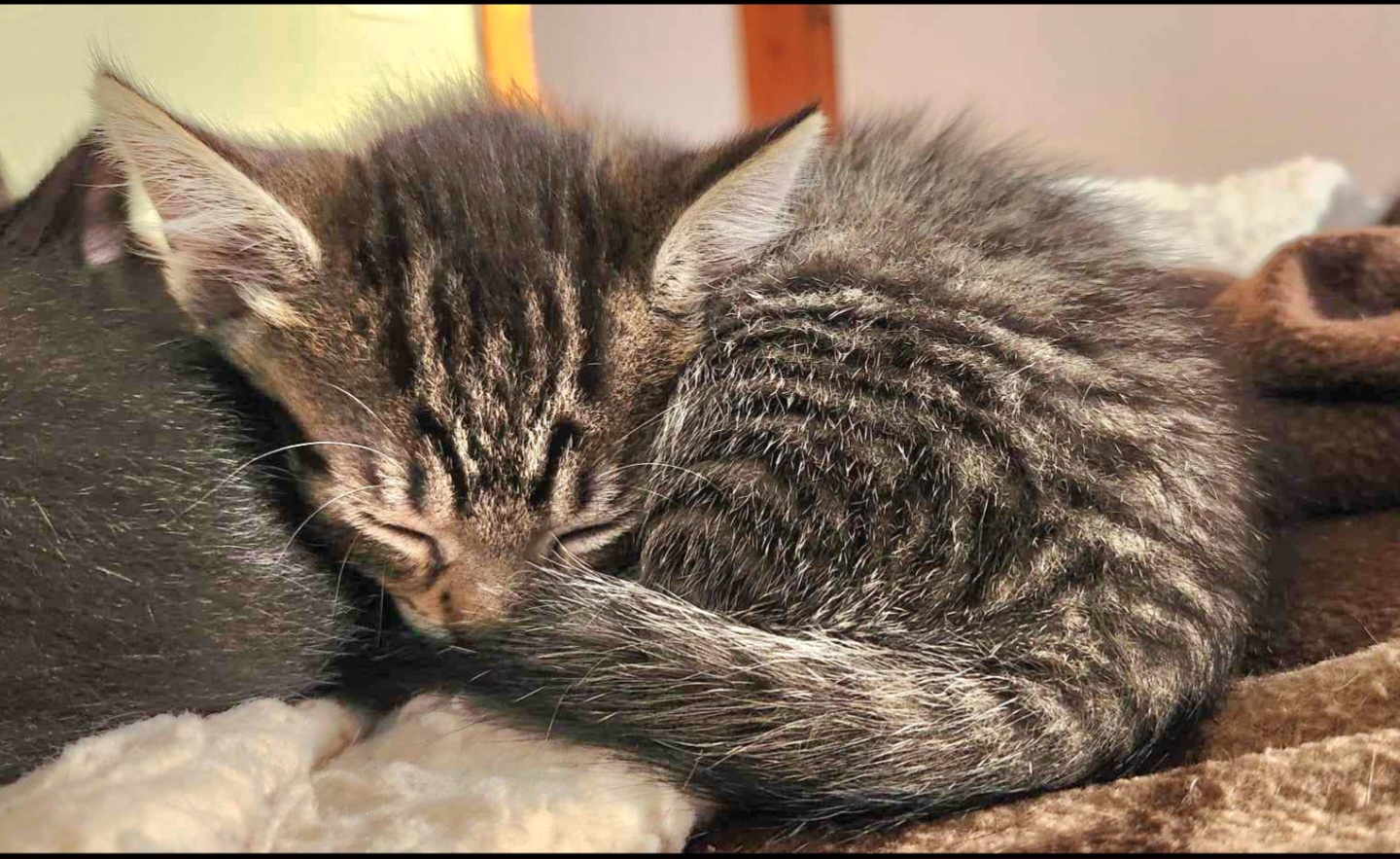 Livy - Sweet and affectionate 9 week young kitten