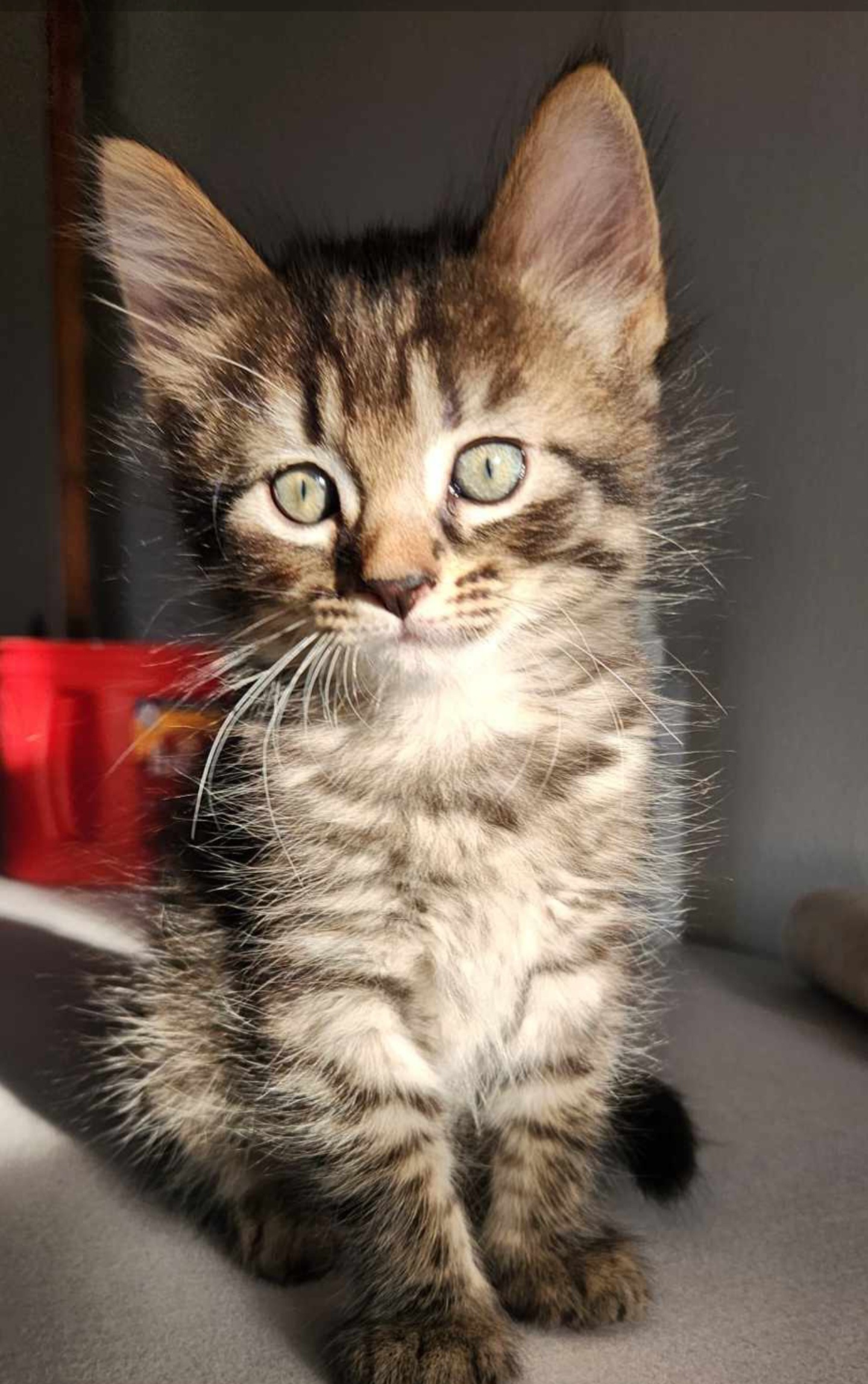 Livy - Sweet and affectionate 9 week young kitten