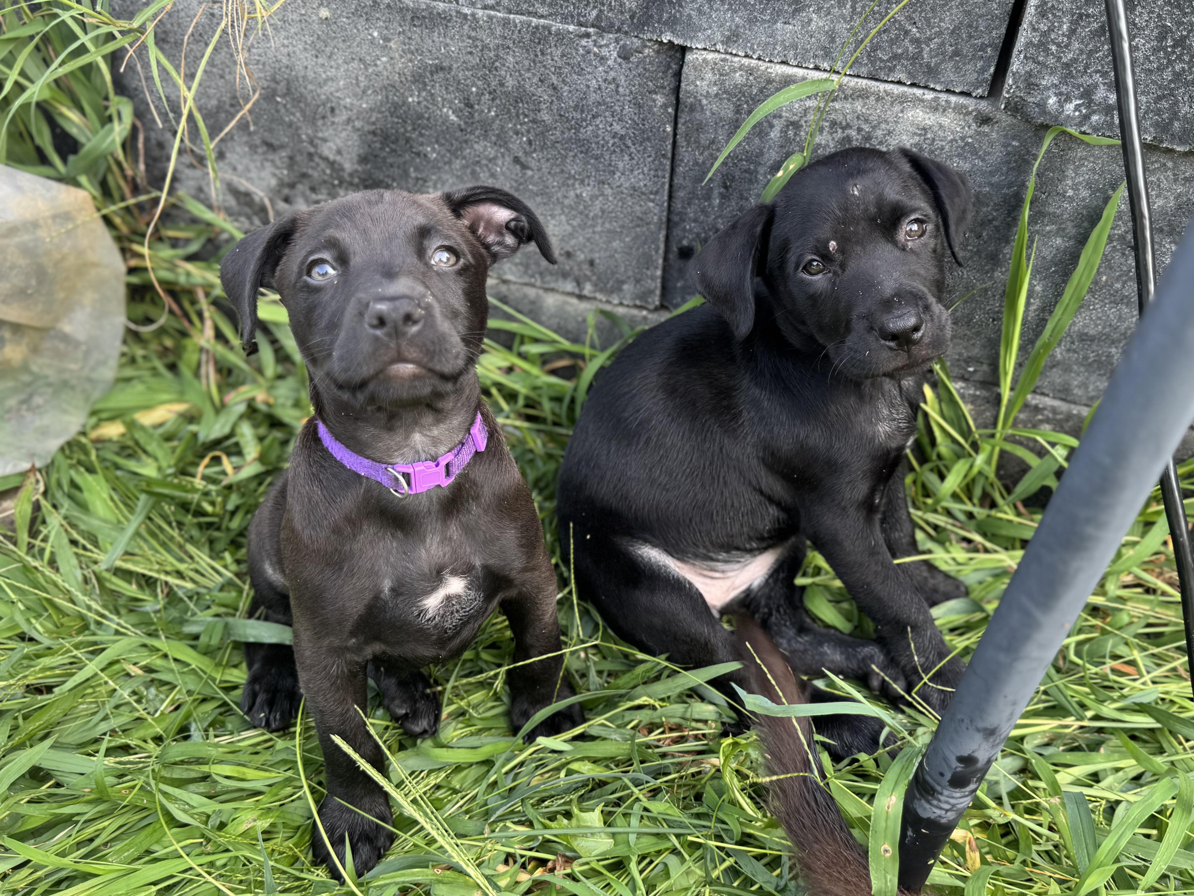 Enlarge Paisley (Angel Babys Litter), a Adopted mixed breed in Mount Juliet, TN image 3/4
