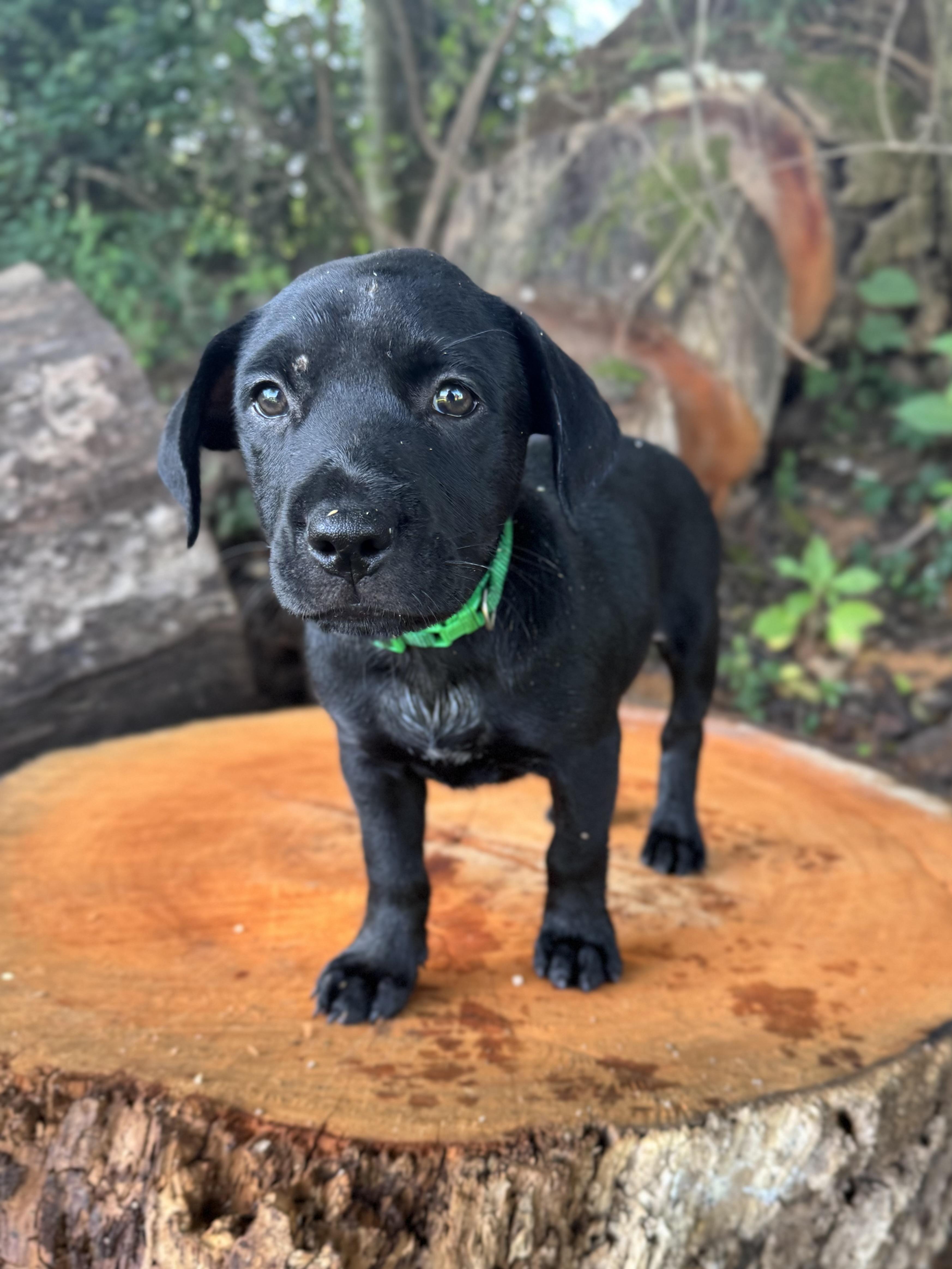 Enlarge Paisley (Angel Babys Litter), a Adopted mixed breed in Mount Juliet, TN image 4/4