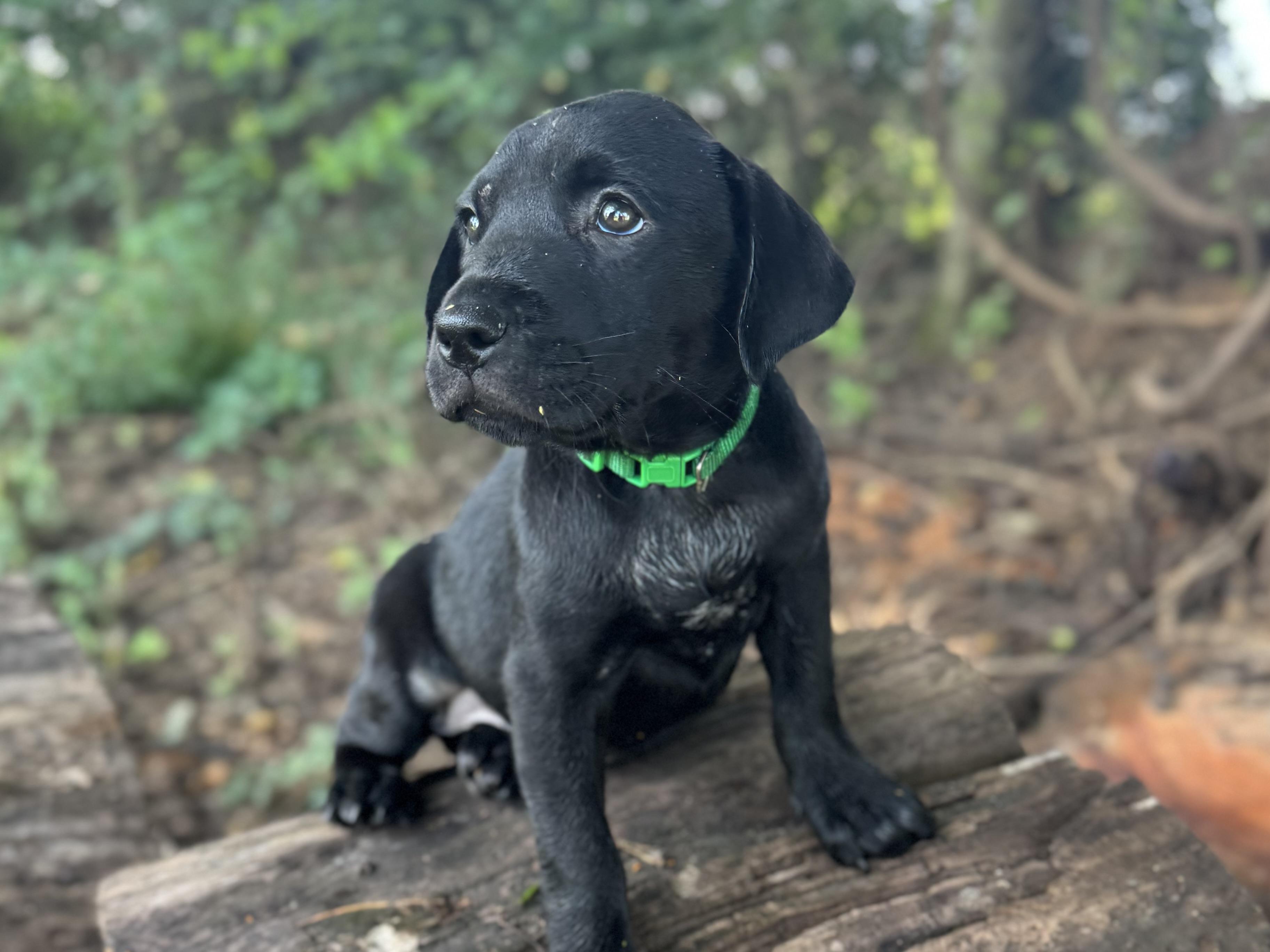 Paisley (Angel Babys Litter), Adopted, Puppy Female Labrador Retriever.