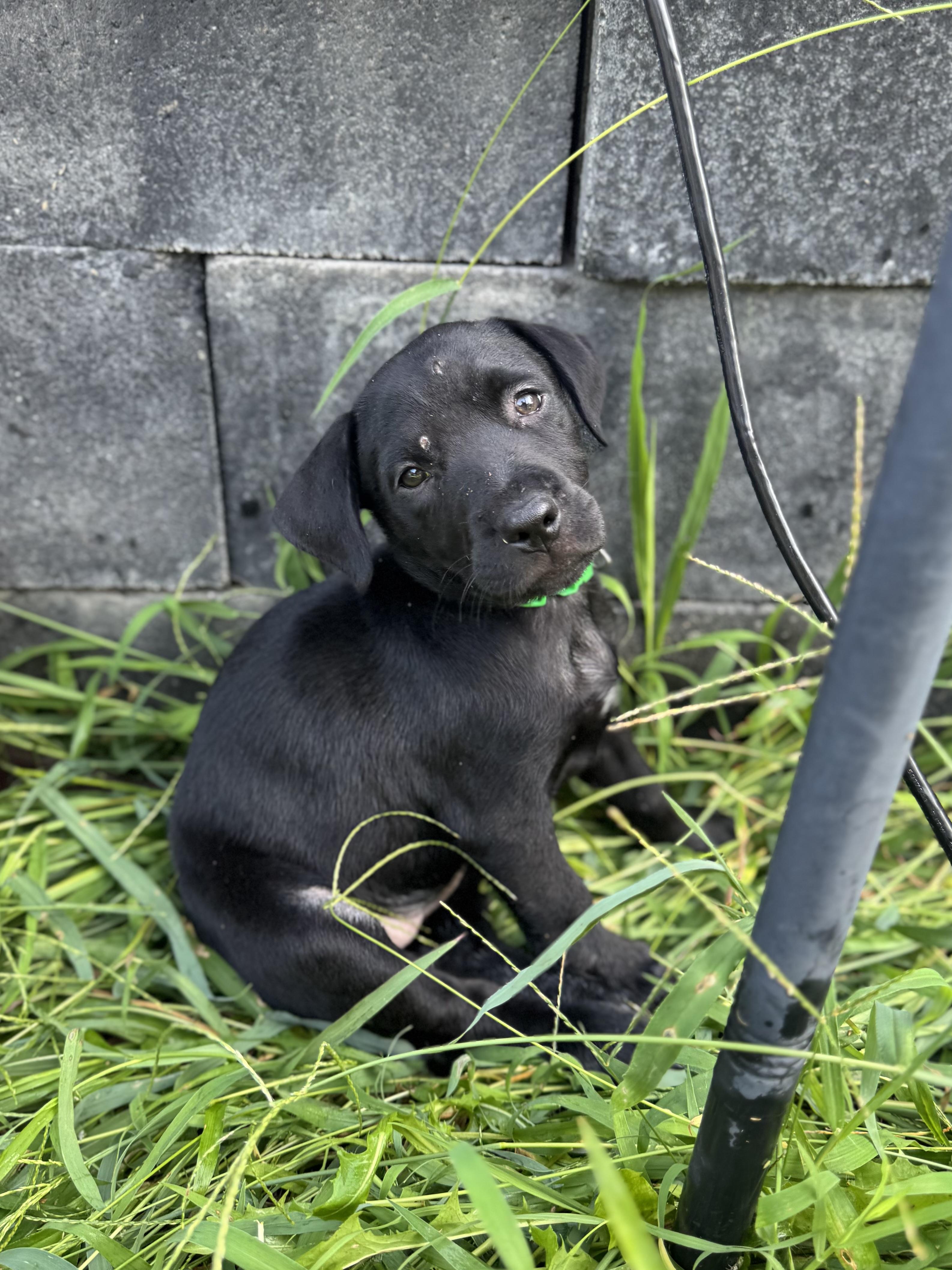 Enlarge Paisley (Angel Babys Litter), a Adopted mixed breed in Mount Juliet, TN image 2/4