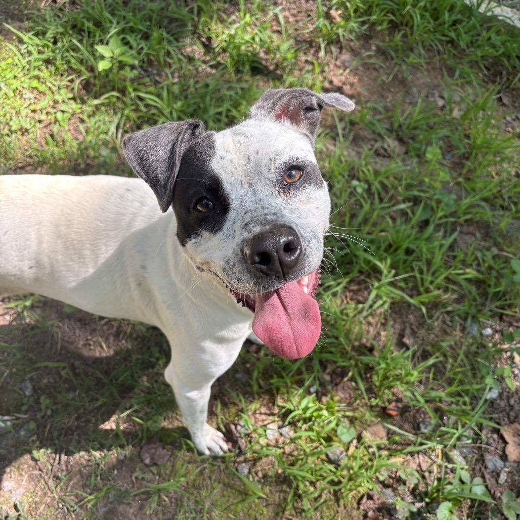 Josie, a Adoptable mixed breed in Columbus, NC image 1/6