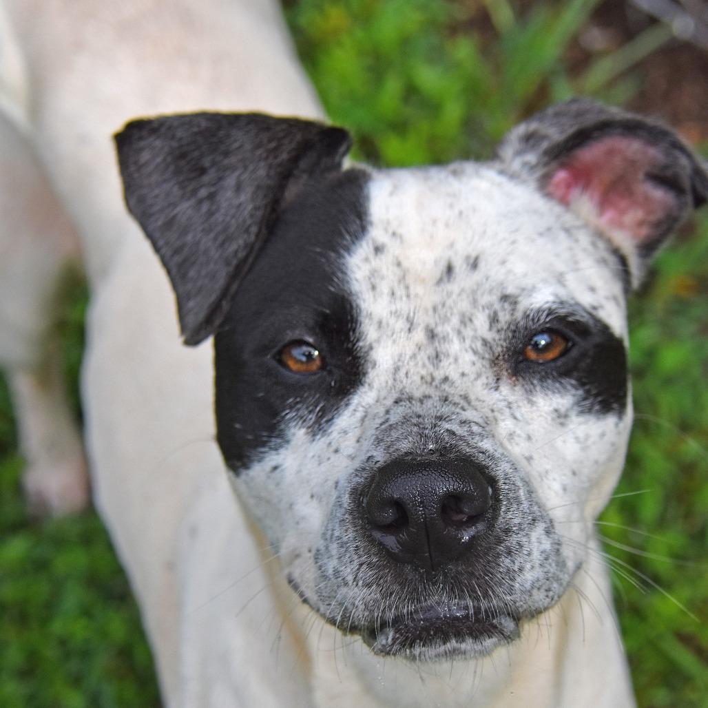Josie, a Adoptable mixed breed in Columbus, NC image 3/6