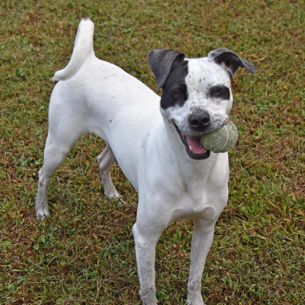 Josie, a Adoptable mixed breed in Columbus, NC image 5/6
