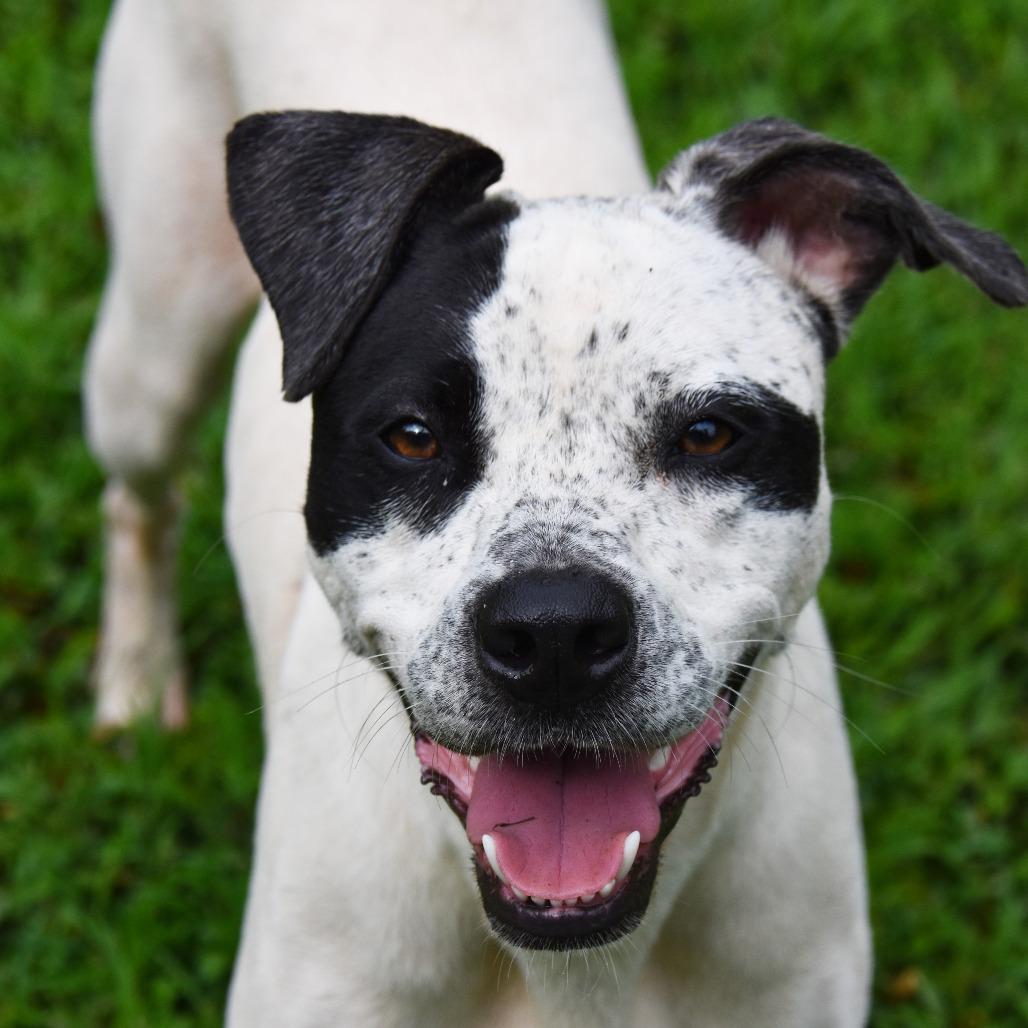Josie, a Adoptable mixed breed in Columbus, NC image 6/6