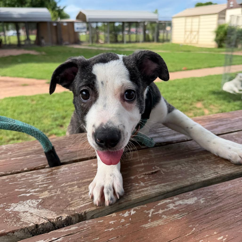 Enlarge Shaggy, a Adoptable mixed breed in Stillwater, OK image 1/1