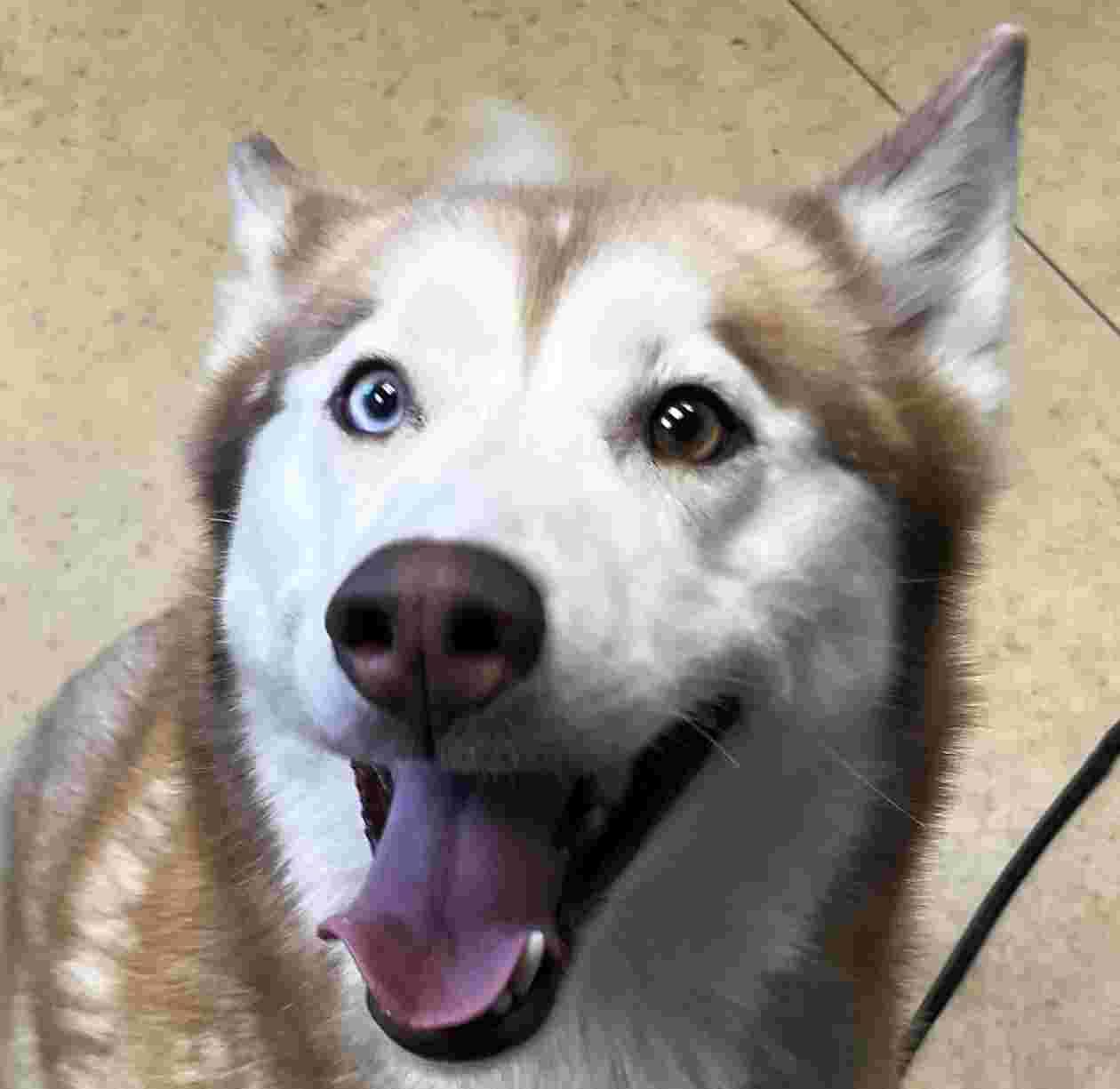 Enlarge Cindy Lou, an adopted mixed breed in New Castle, IN image 1/1
