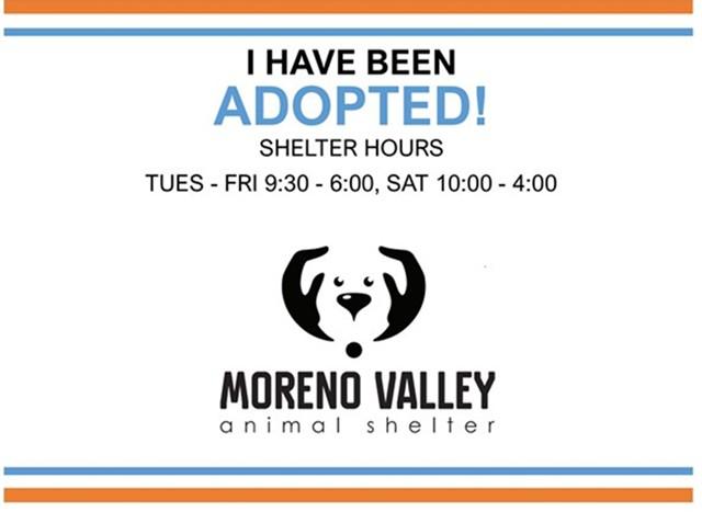 BANGLES, Adoptable, Adult Male American Bulldog & Mixed Breed.