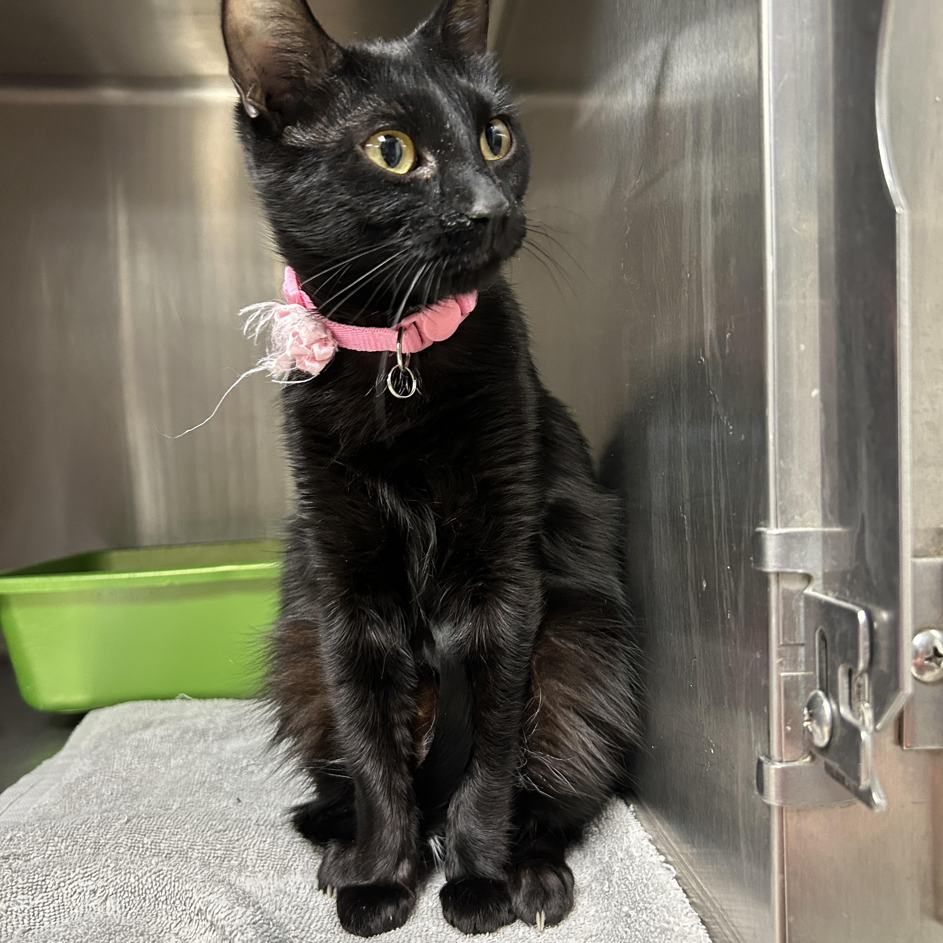 Enlarge Lulu, a ADOPTABLE Domestic Short Hair in La Grange Park, IL image 5/5