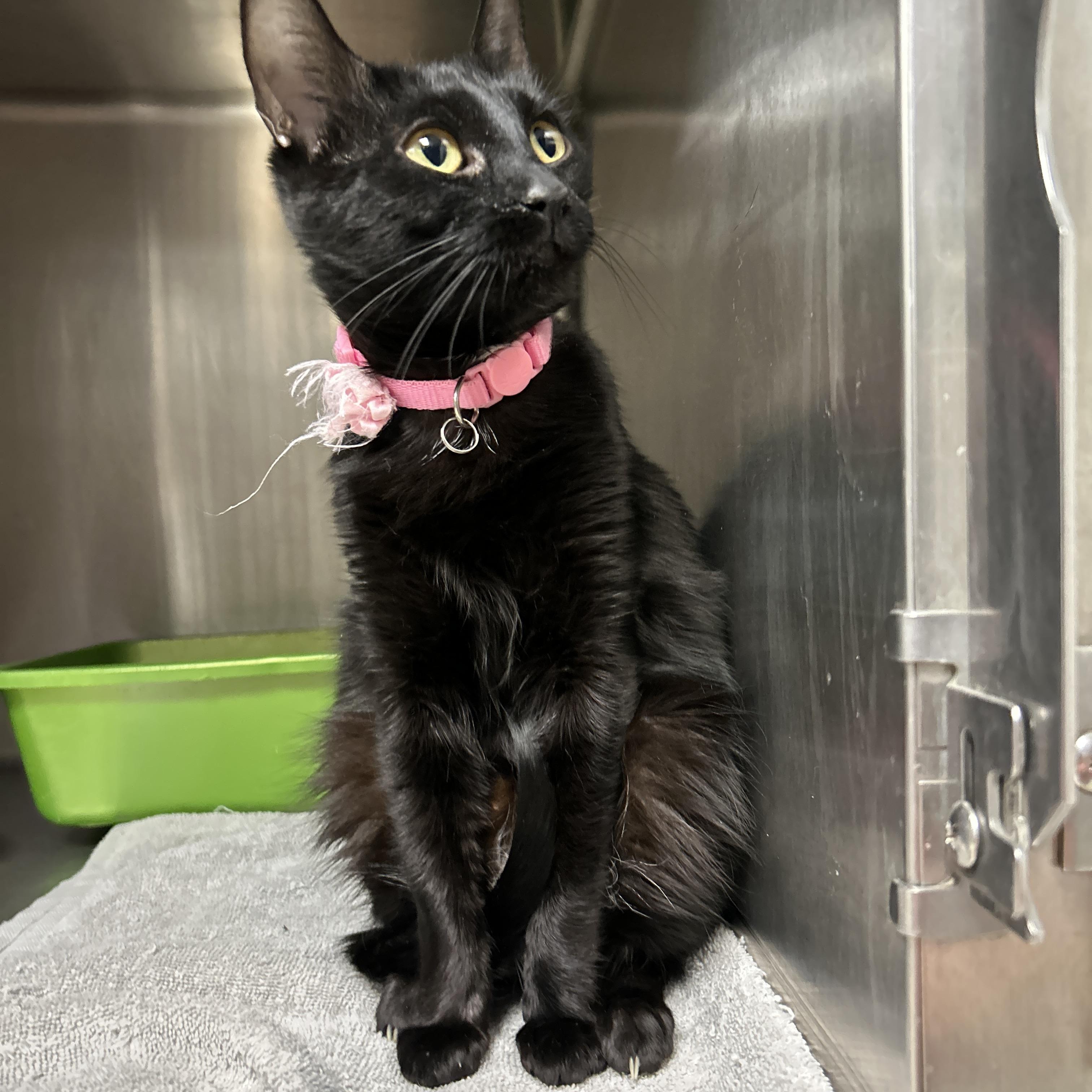 Enlarge Lulu, a ADOPTABLE Domestic Short Hair in La Grange Park, IL image 4/5