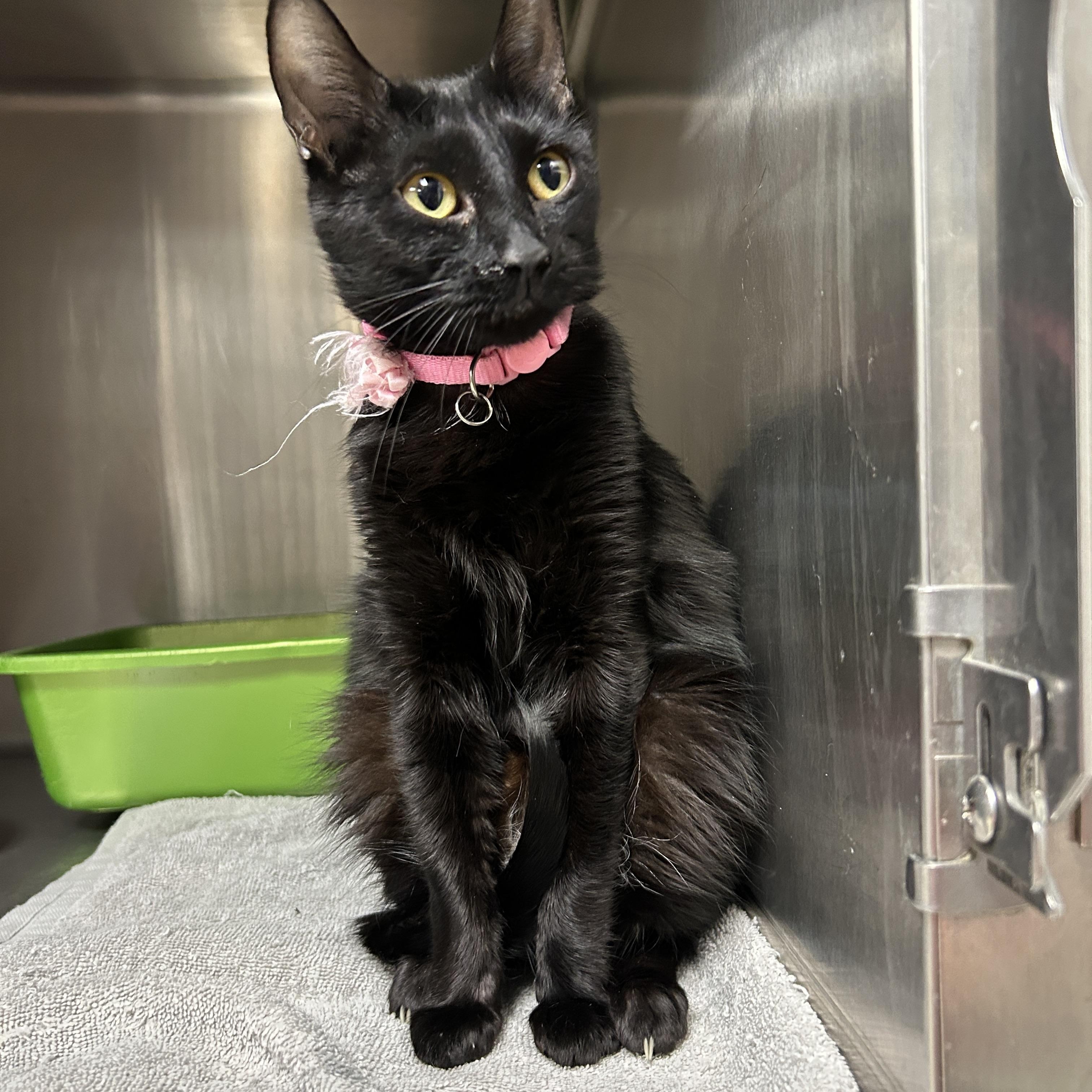 Enlarge Lulu, a ADOPTABLE Domestic Short Hair in La Grange Park, IL image 1/5