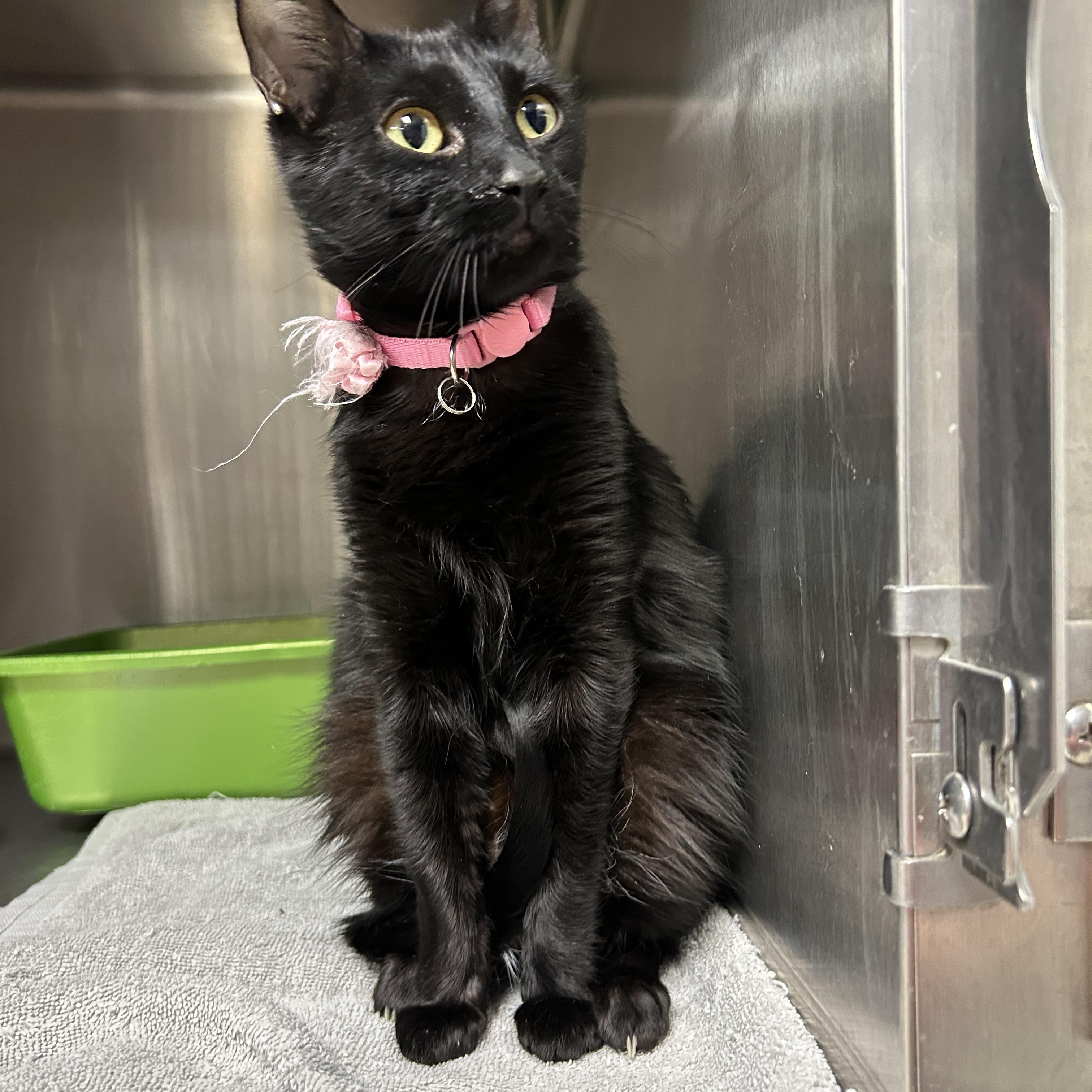 Enlarge Lulu, a ADOPTABLE Domestic Short Hair in La Grange Park, IL image 3/5