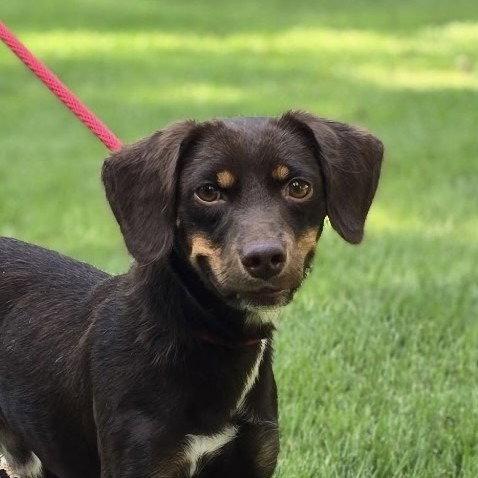 Frankie, Adoptable, Young Male Dachshund.