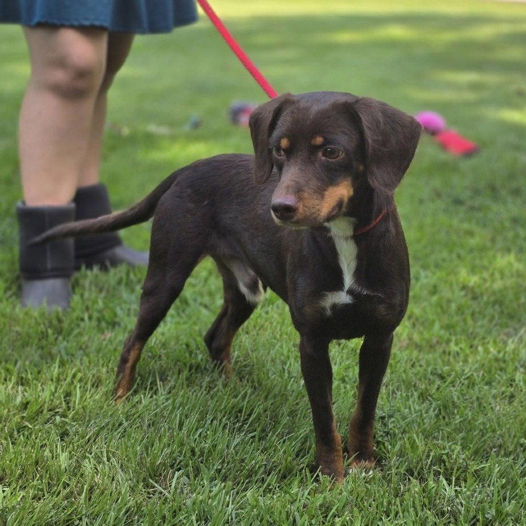 Enlarge Frankie, a Adoptable Dachshund in Locust Fork, AL image 2/3
