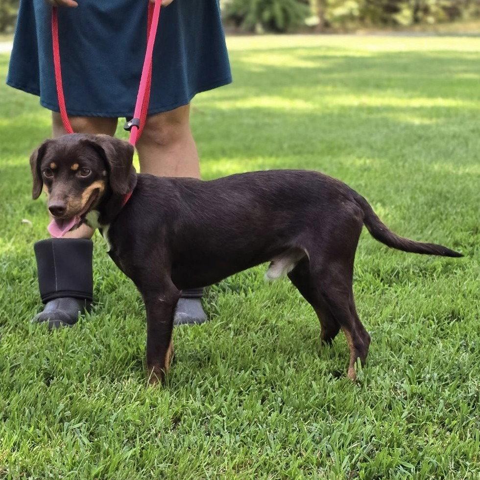 Enlarge Frankie, a Adoptable Dachshund in Locust Fork, AL image 3/3