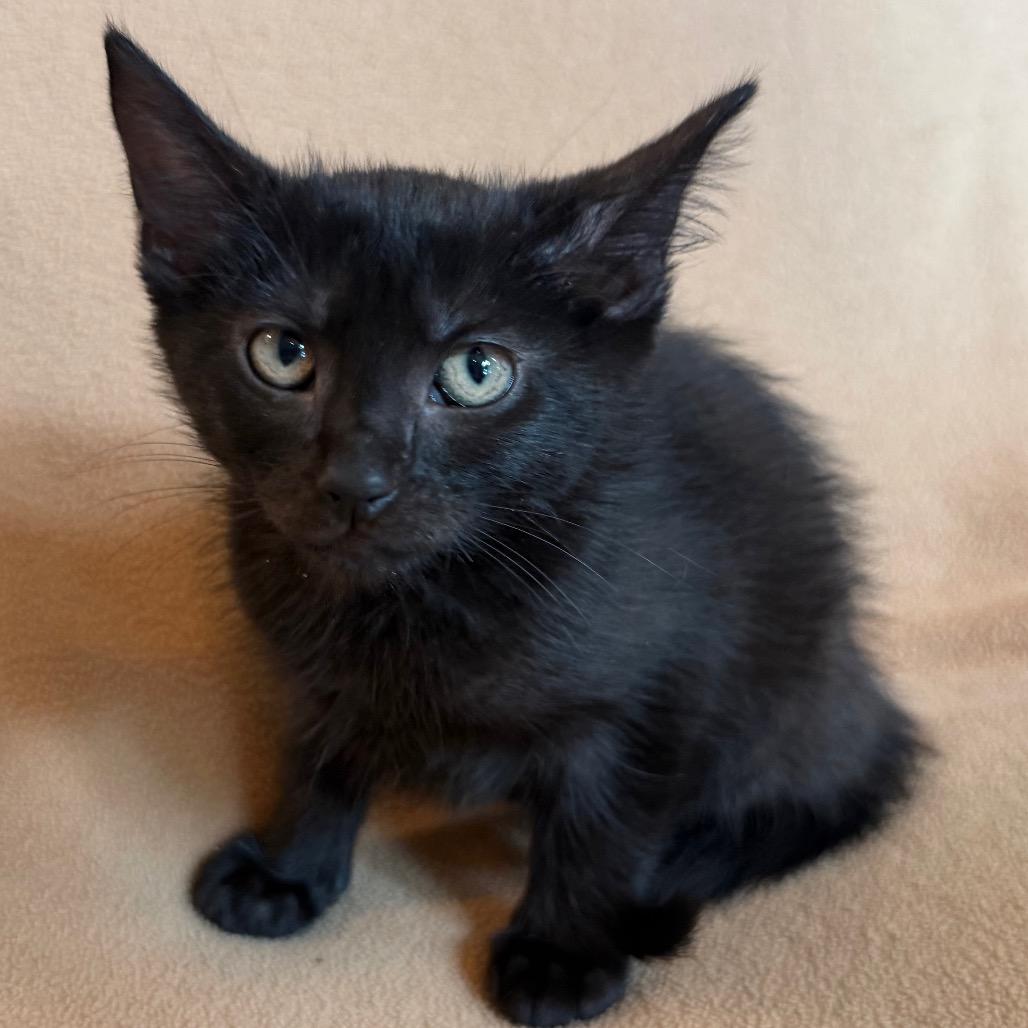 Pearl, Adoptable, Kitten Female Domestic Short Hair.