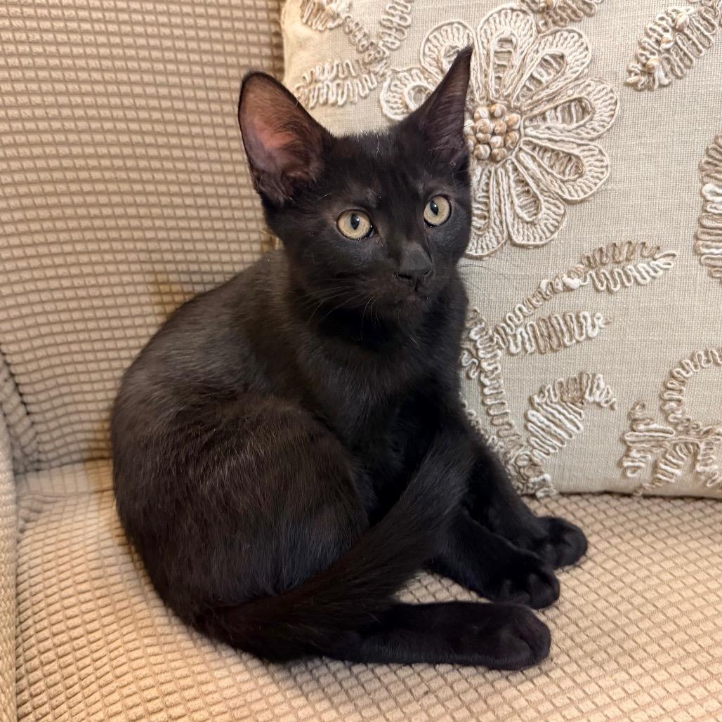 Pearl, a Adoptable Domestic Short Hair in Flower Mound, TX image 2/6