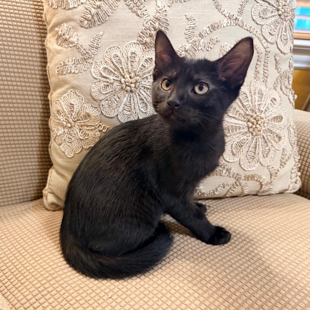Pearl, a Adoptable Domestic Short Hair in Flower Mound, TX image 3/6