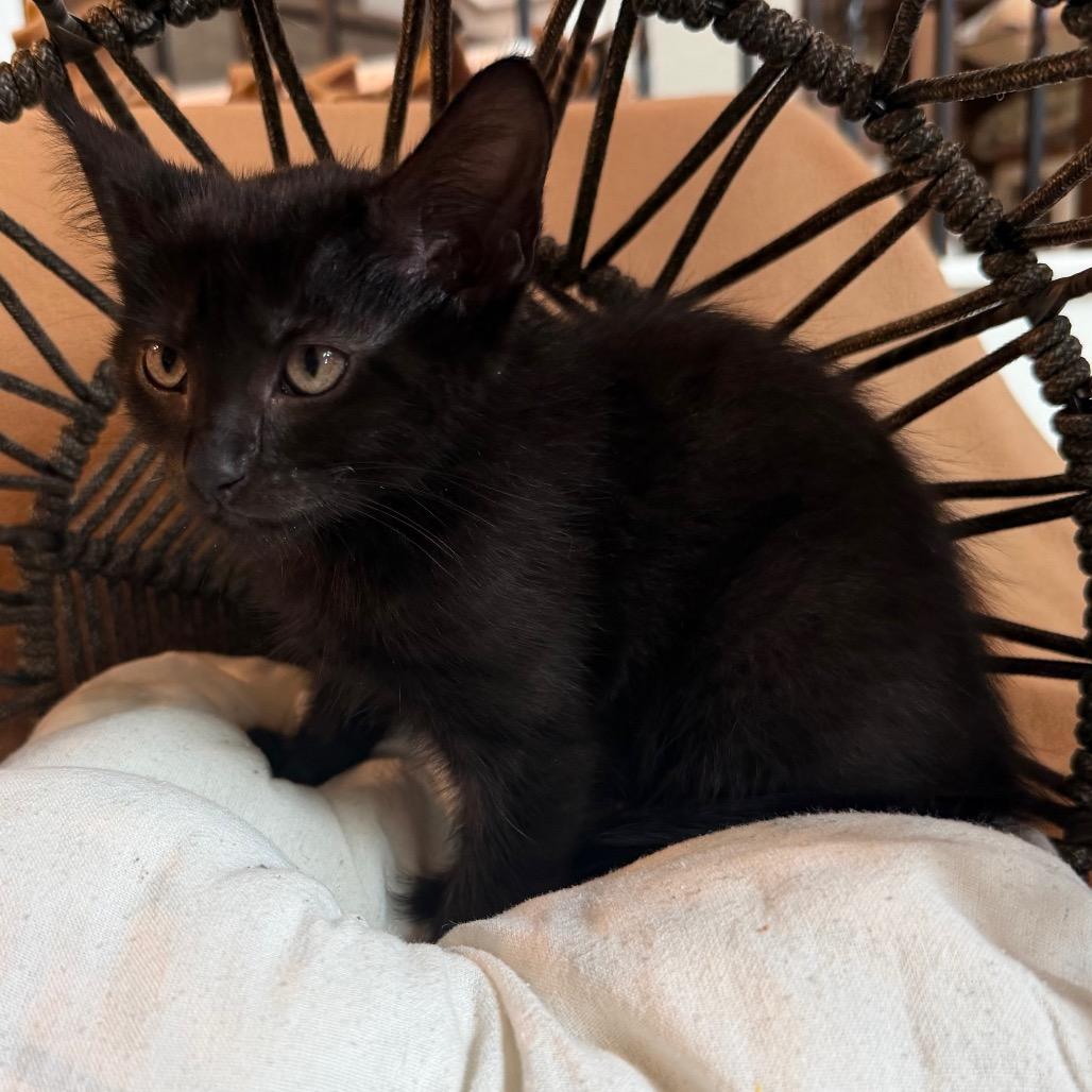 Pearl, a Adoptable Domestic Short Hair in Flower Mound, TX image 4/6