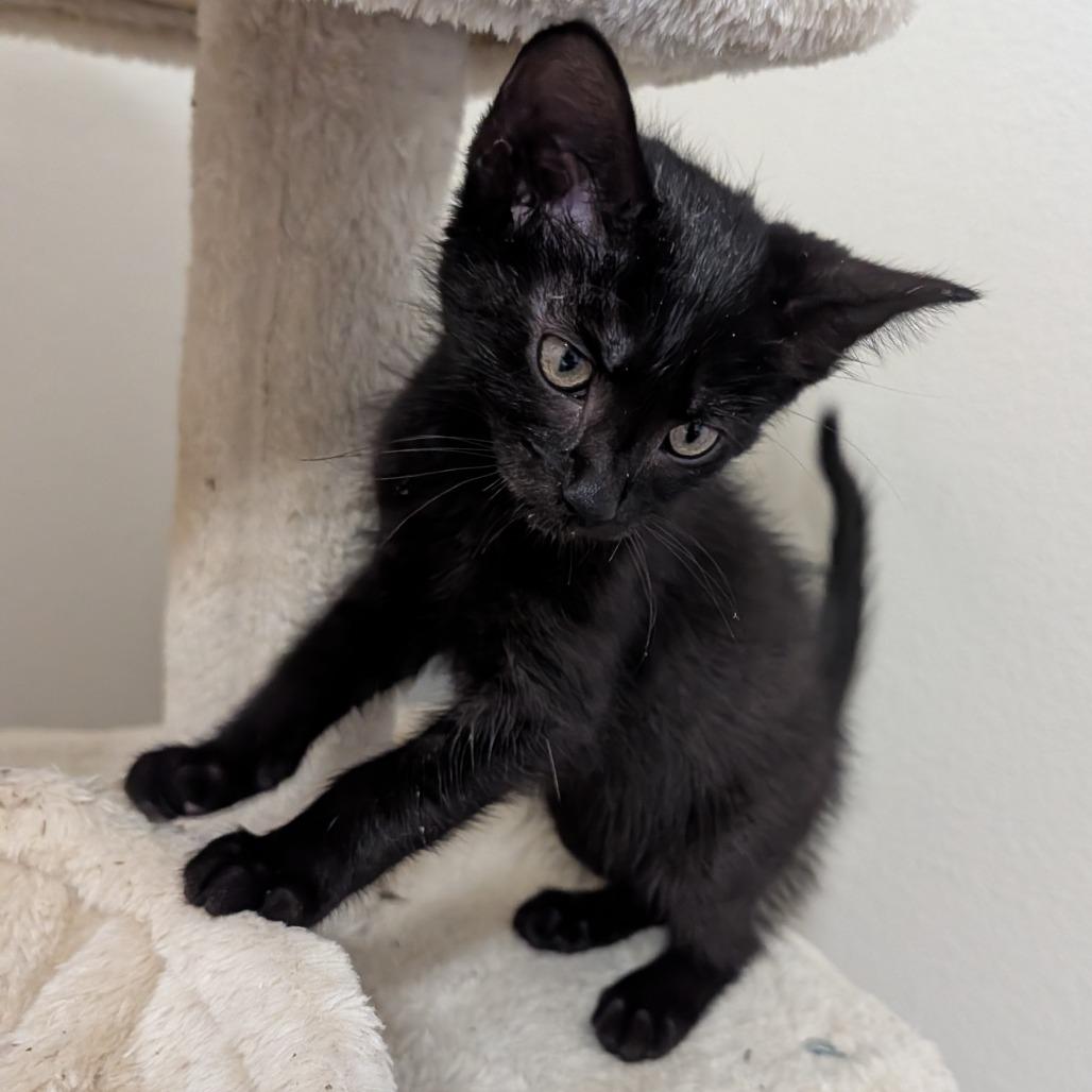 Pearl, a Adoptable Domestic Short Hair in Flower Mound, TX image 5/6