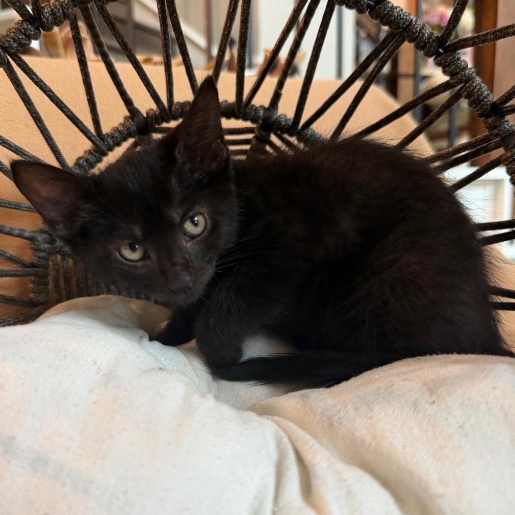 Pearl, a Adoptable Domestic Short Hair in Flower Mound, TX image 6/6