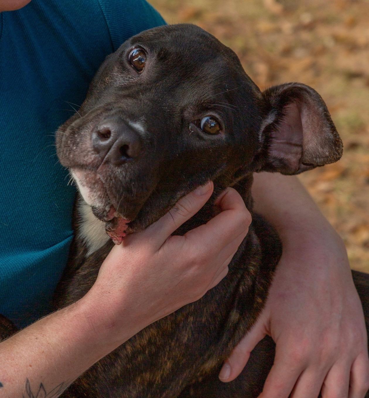 Enlarge JAX, a Adoptable mixed breed in Fosters, AL image 3/6