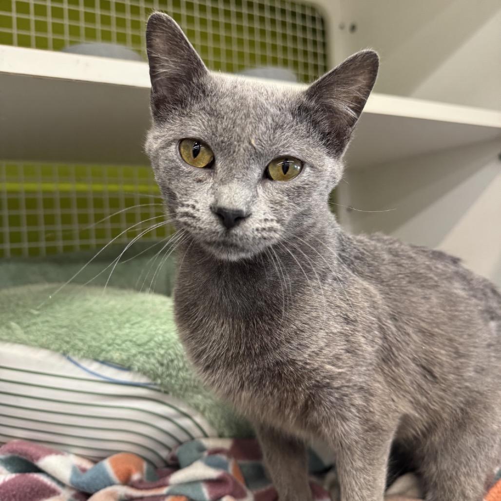 Enlarge Asher, a Adoptable Domestic Short Hair in La Grange, KY image 1/3