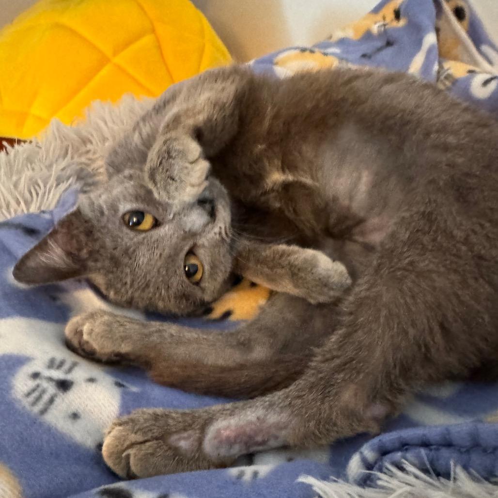 Enlarge Asher, a Adoptable Domestic Short Hair in La Grange, KY image 2/3