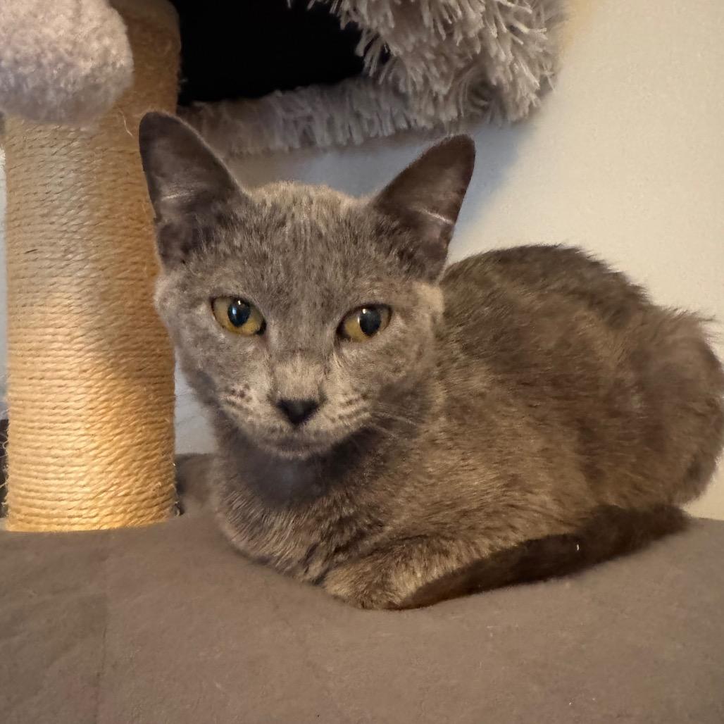 Enlarge Asher, a Adoptable Domestic Short Hair in La Grange, KY image 3/3