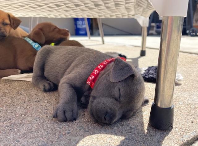 Enlarge Bartholomew (Spelling "B" litter), an adopted mixed breed in Redwood City, CA image 5/6