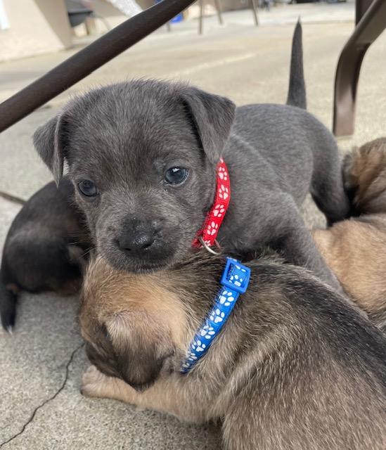 Enlarge Bartholomew (Spelling "B" litter), an adopted mixed breed in Redwood City, CA image 4/6