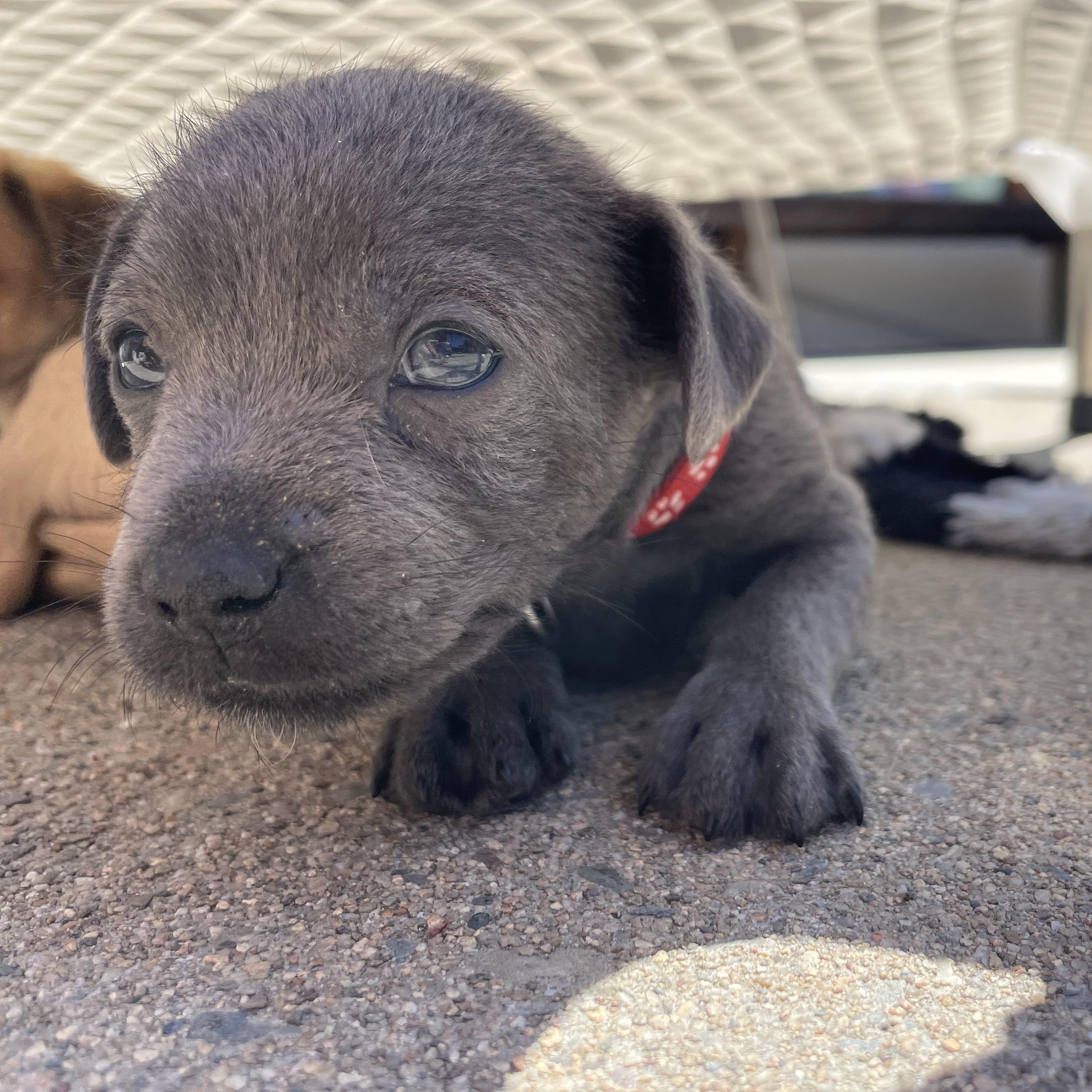 Enlarge Bartholomew (Spelling "B" litter), an adopted mixed breed in Redwood City, CA image 2/6