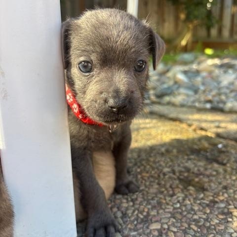 Enlarge Bartholomew (Spelling "B" litter), an adopted mixed breed in Redwood City, CA image 3/6