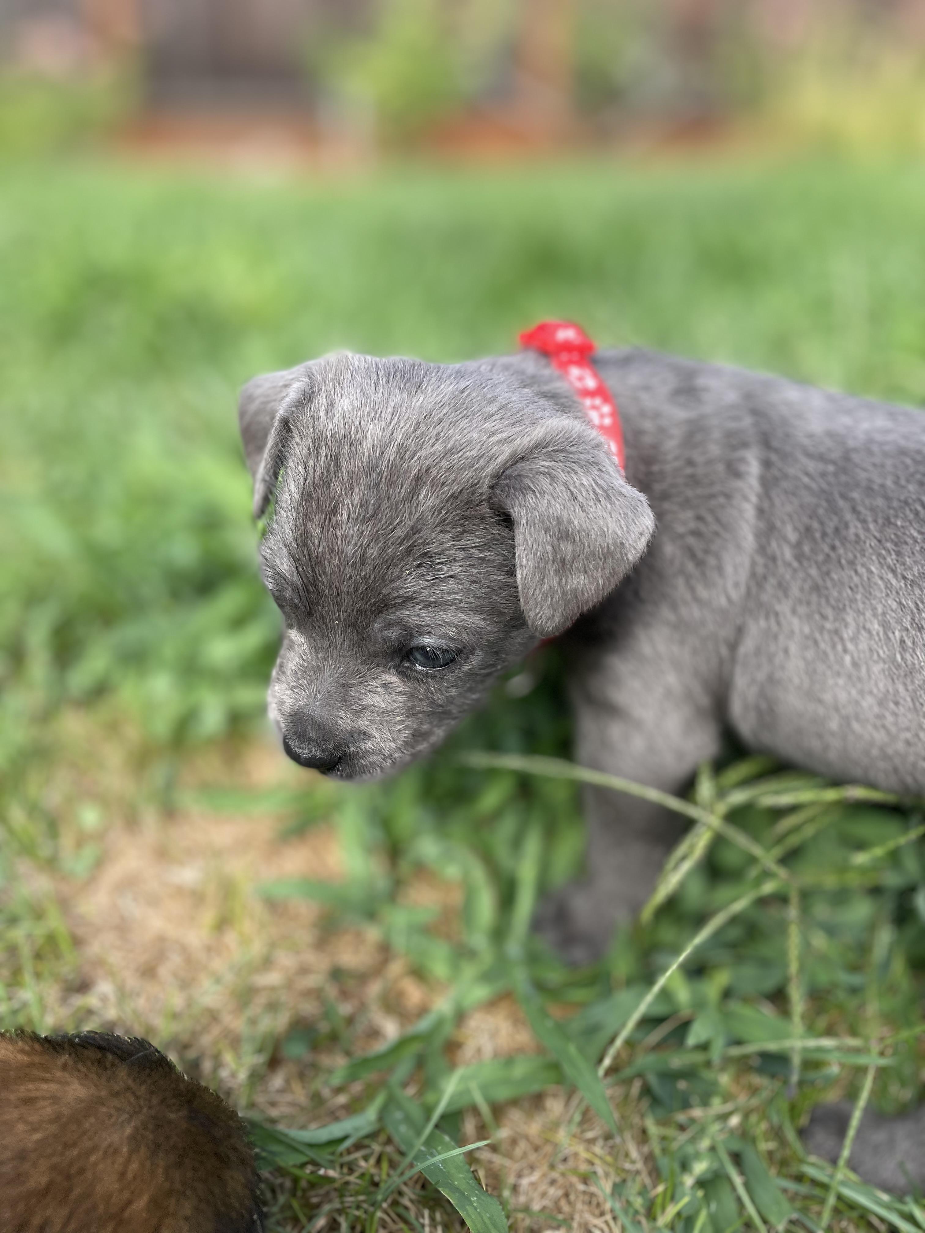 Enlarge Bartholomew (Spelling "B" litter), an adopted mixed breed in Redwood City, CA image 6/6