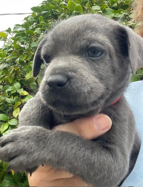 Enlarge Bartholomew (Spelling "B" litter), an adopted mixed breed in Redwood City, CA image 1/6