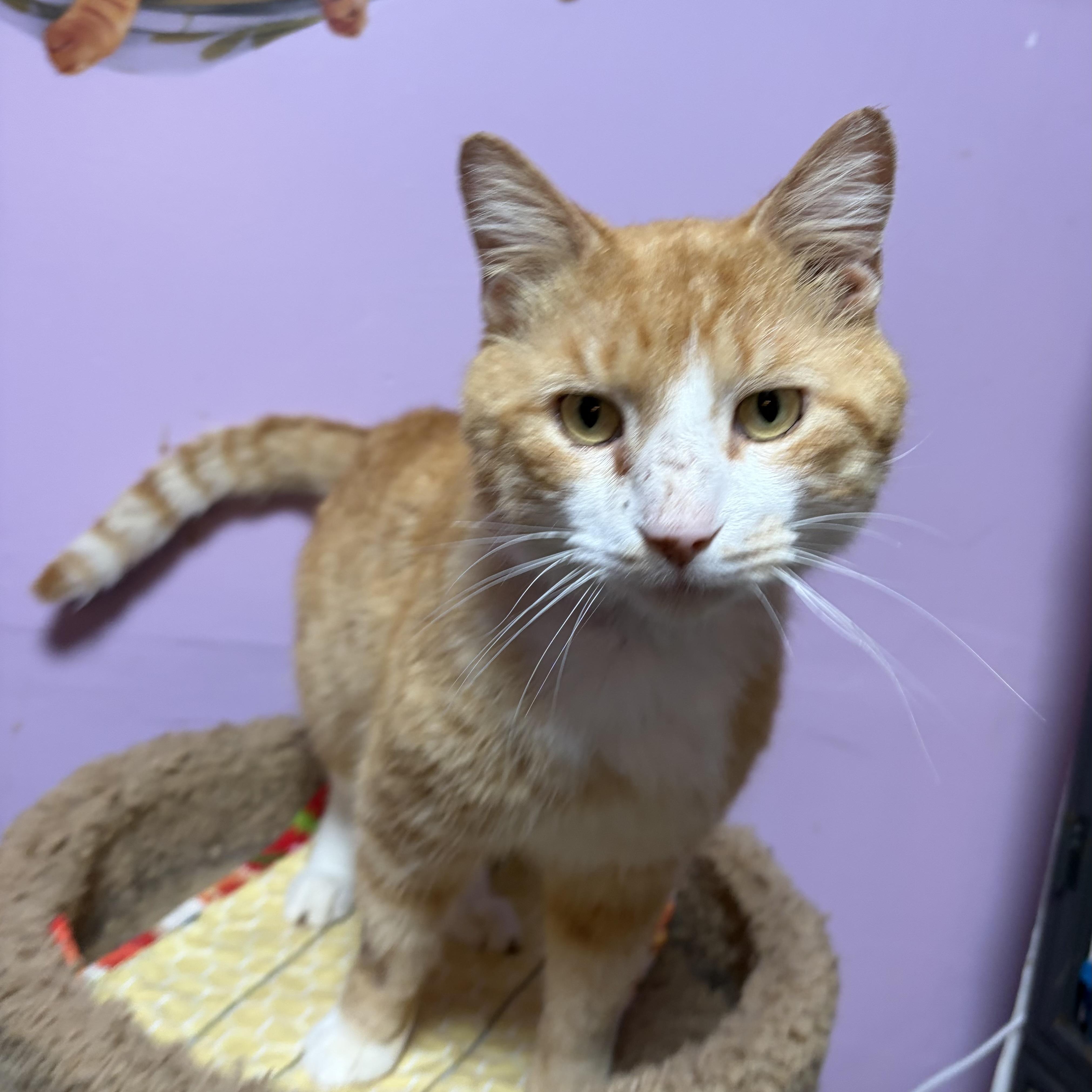 Sorbet, Adoptable, Adult Male Domestic Short Hair.