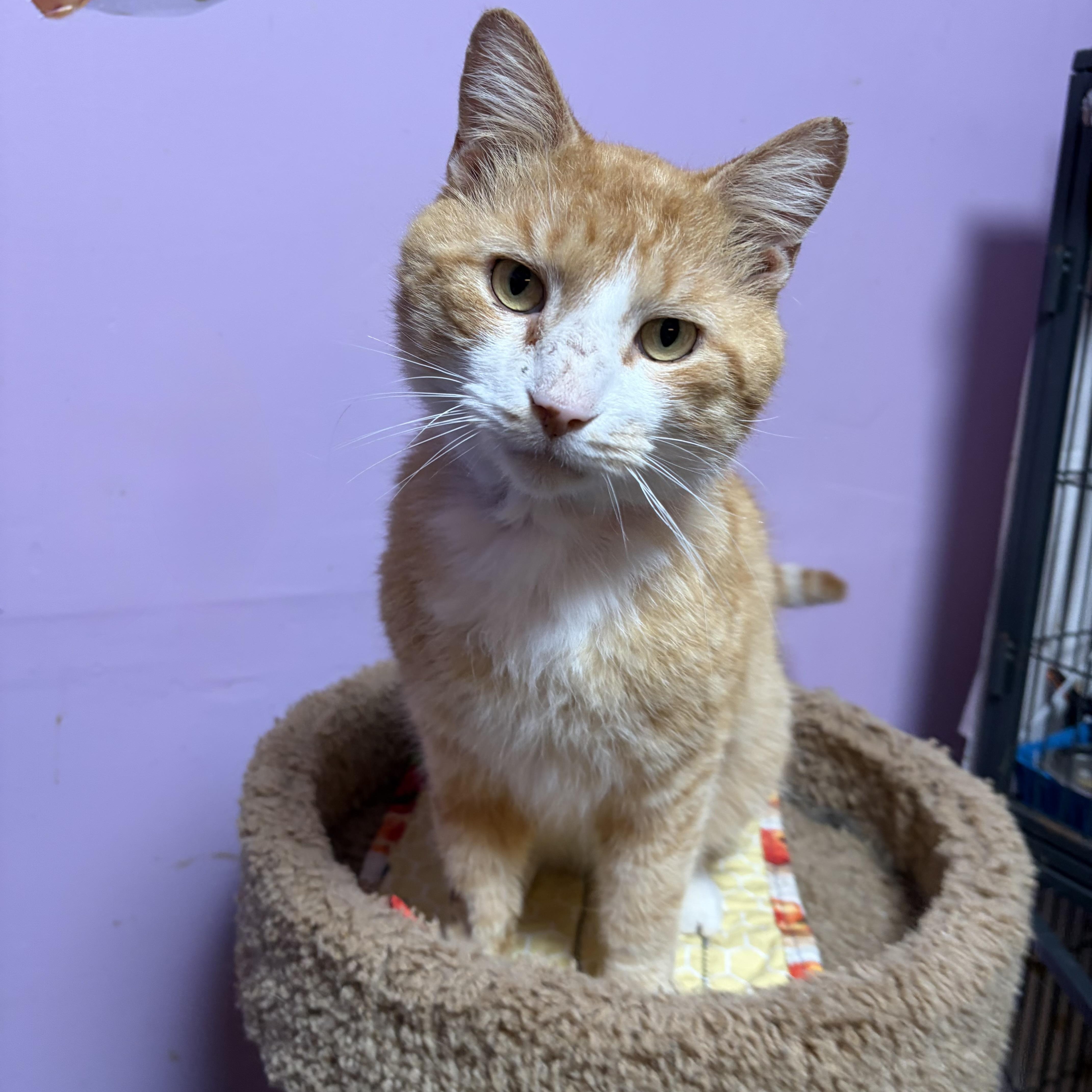 Enlarge Sorbet, a Adoptable Domestic Short Hair in Cortland, NY image 2/2