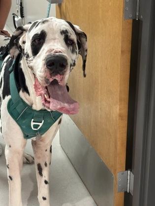 Enlarge Maverick, a Adoptable Great Dane in Missoula, MT image 1/2