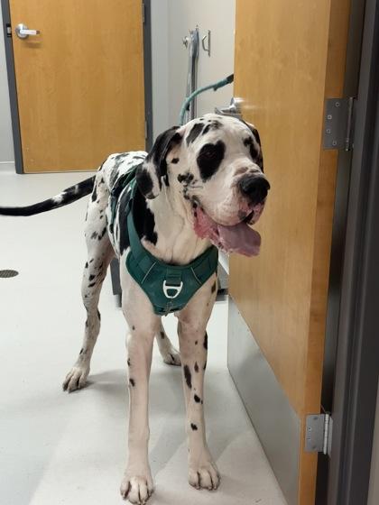 Enlarge Maverick, a Adoptable Great Dane in Missoula, MT image 2/2