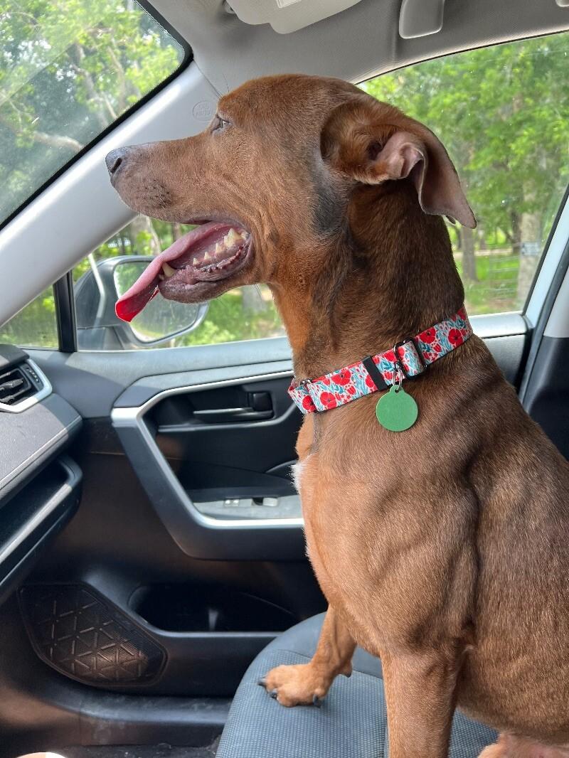 Dog for adoption - Nelson has RIZZ, a Rhodesian Ridgeback & Pit Bull ...