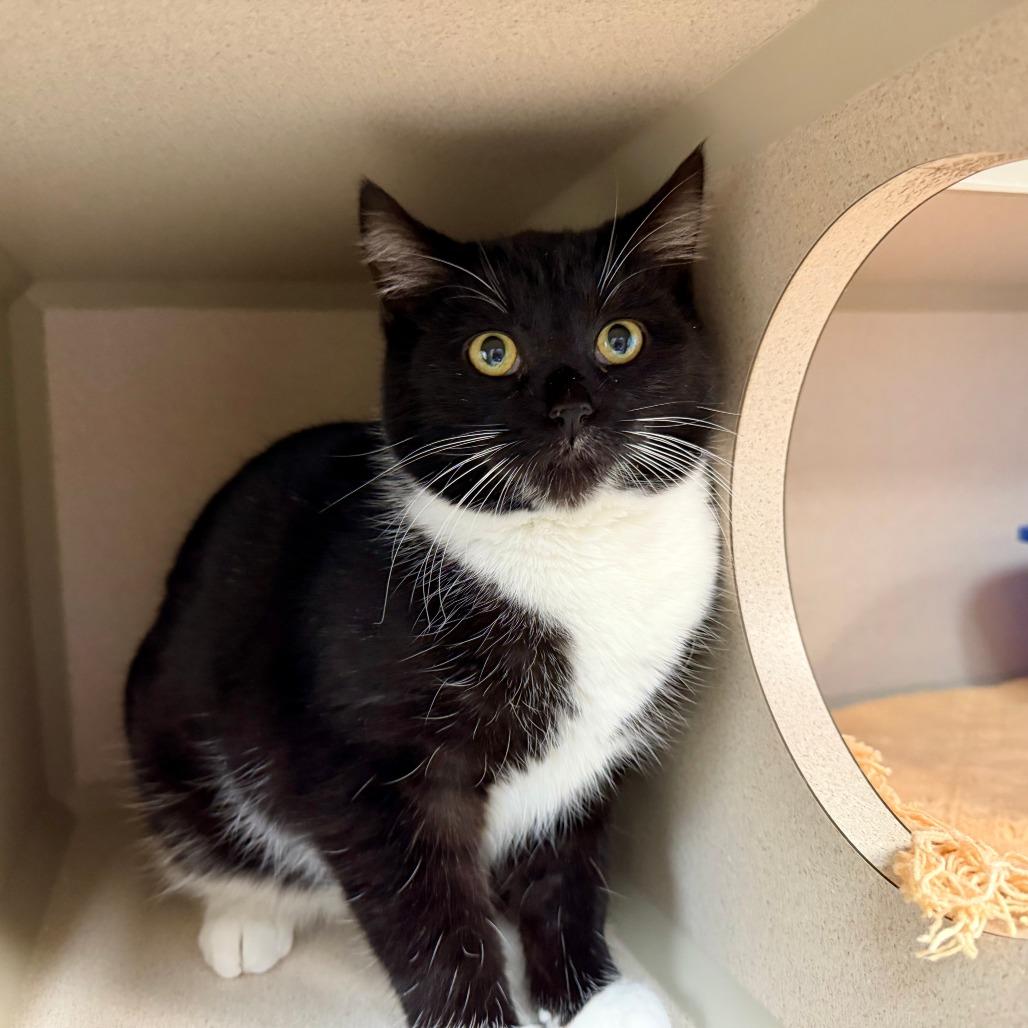 Suit, a Adoptable Domestic Short Hair in Pagosa Springs, CO image 1/2