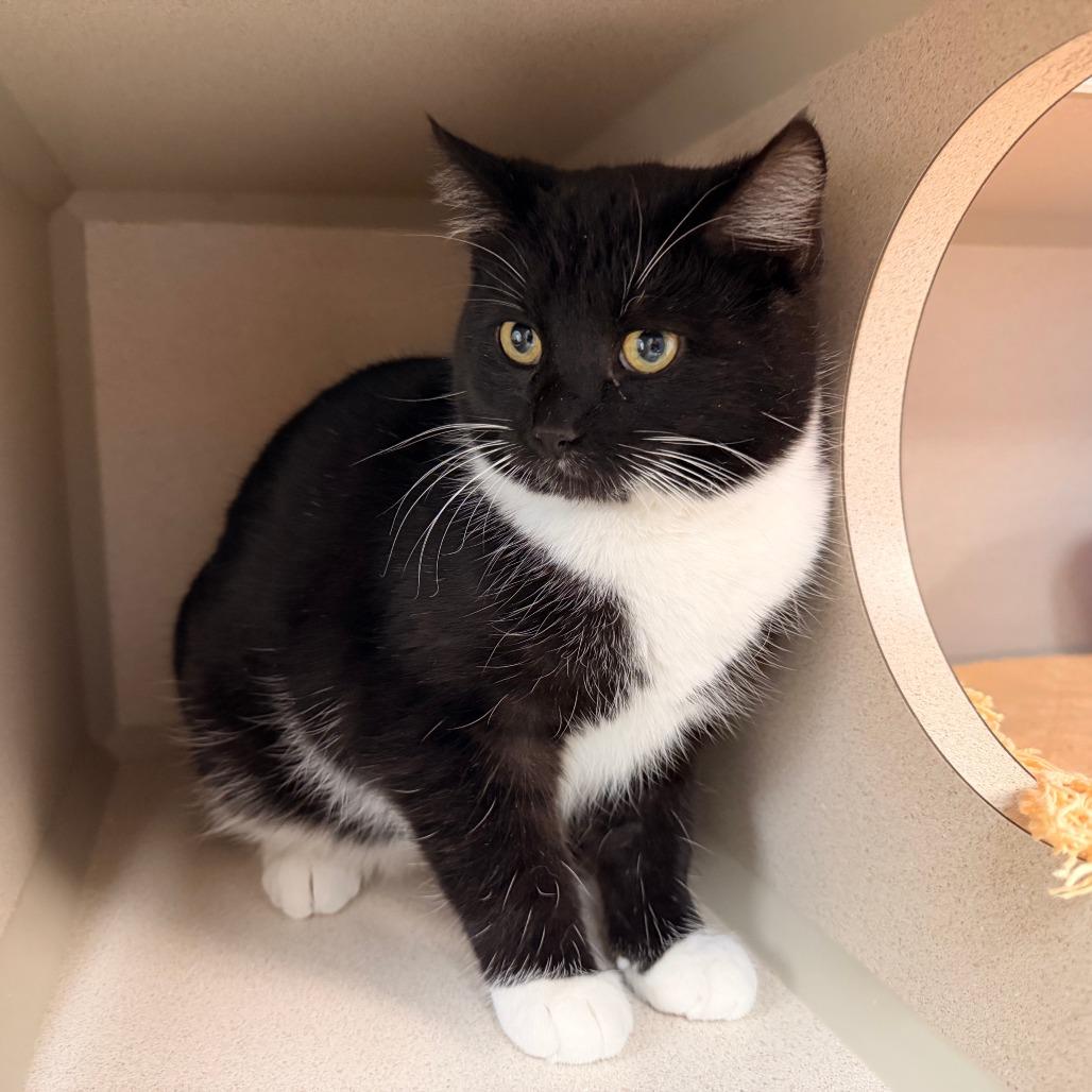 Suit, a Adoptable Domestic Short Hair in Pagosa Springs, CO image 2/2