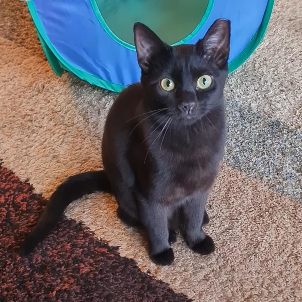 Daphne , a Adoptable American Shorthair in West newton, PA image 2/2