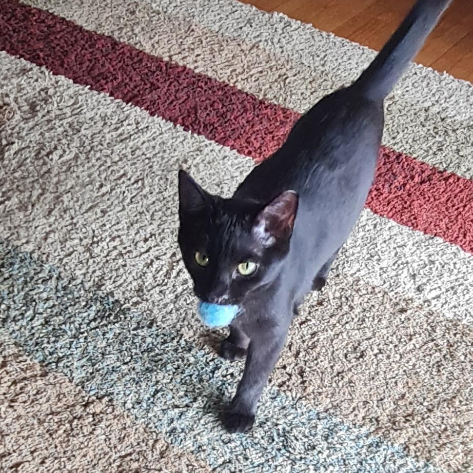 Daphne , Adoptable, Young Female American Shorthair.