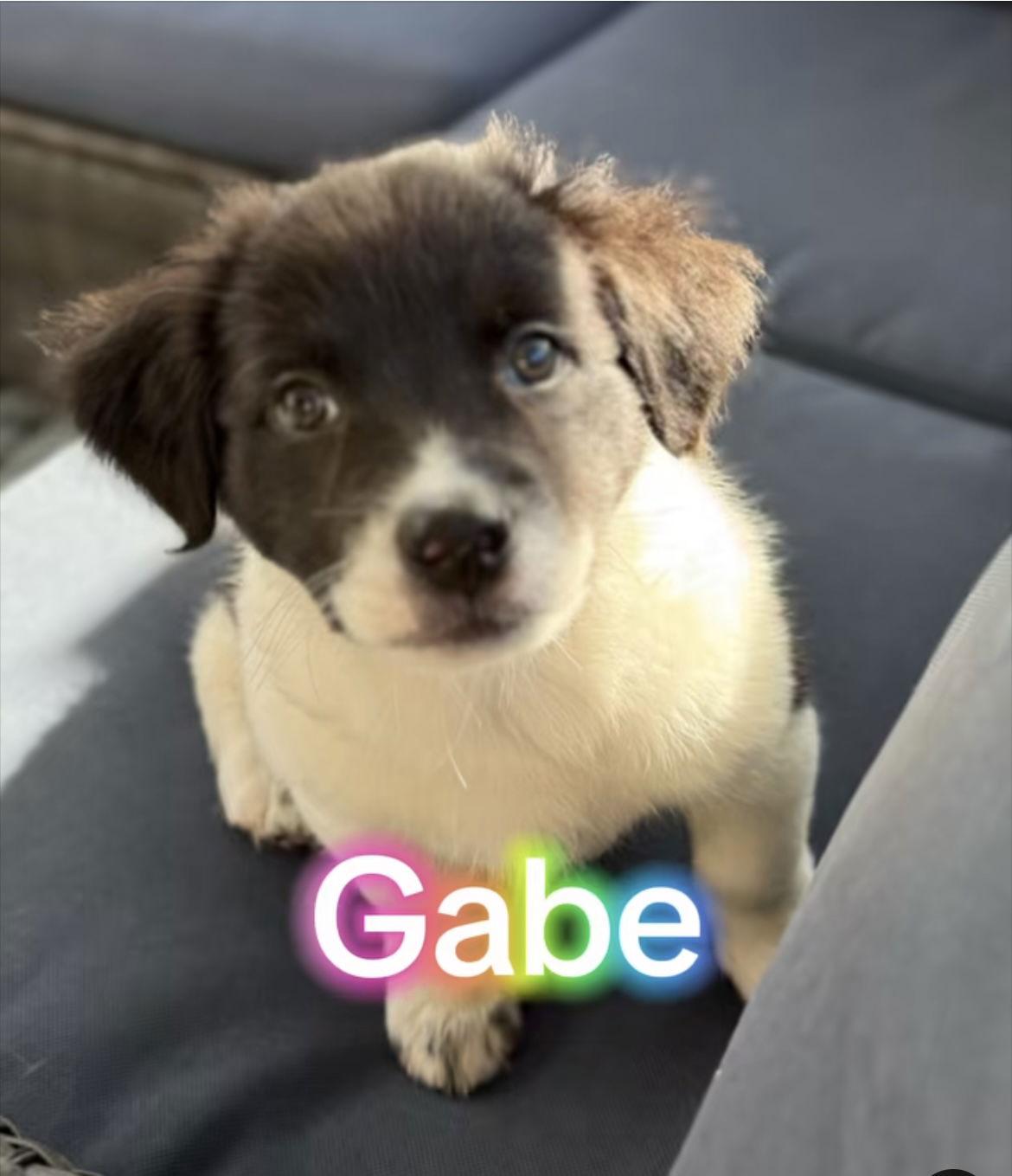 Enlarge Gabe, a Adoptable Mixed Breed in San Diego, CA image 1/2
