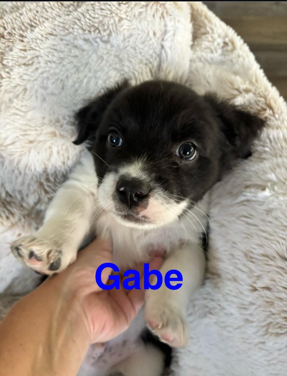 Enlarge Gabe, a Adoptable Mixed Breed in San Diego, CA image 2/2